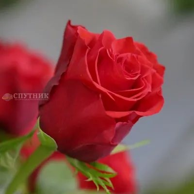 Фото розы альтамира с изумительными деталями