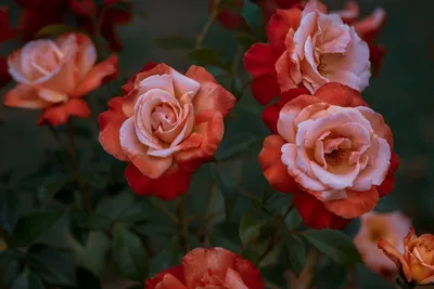 Уникальная картина розы альтамира, которую можно сохранить