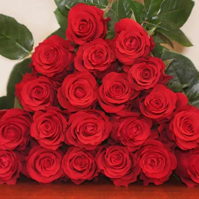 Изображение розы альтамира в формате jpg для вашего удобства