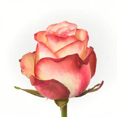 Бесподобное изображение розы альтамира для вашего восхищения