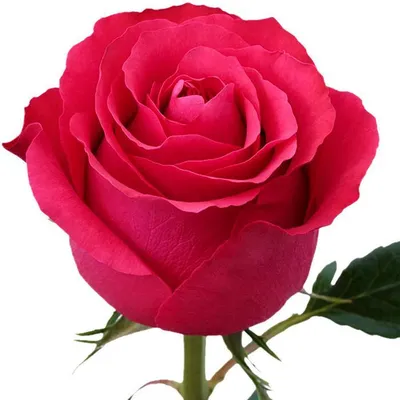 Фотография розы альтамира с великолепными деталями