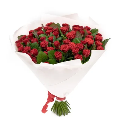 Изображение розы альтамира с потрясающей цветовой гаммой