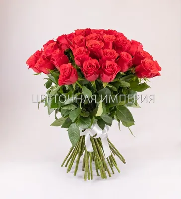 Фото розы альтамира с прекрасными деталями