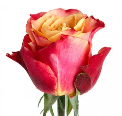 Удивительная картина розы альтамира, готовая преобразить вашу обстановку