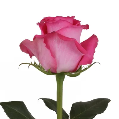 Фотография розы альтамира, которая запечатлеет ваше внимание