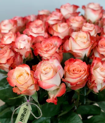 Очаровательное изображение розы альтамира в высоком разрешении