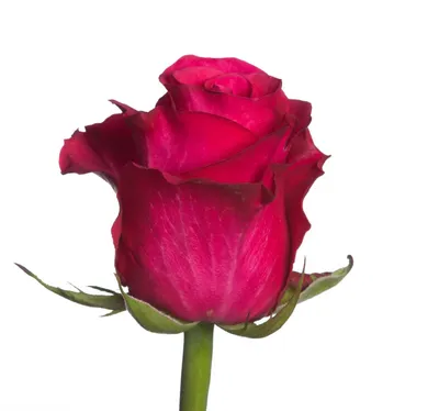 Изящная роза альтамира, чтобы вдохновить ваше творчество