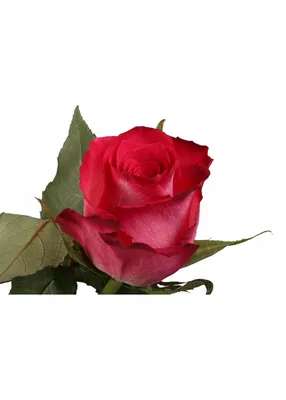 Превосходная картина розы альтамира, вызывающая восхищение
