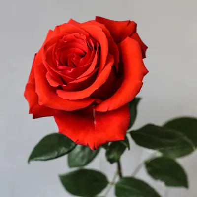 Фотка розы альтамира, чтобы добавить в вашу коллекцию.