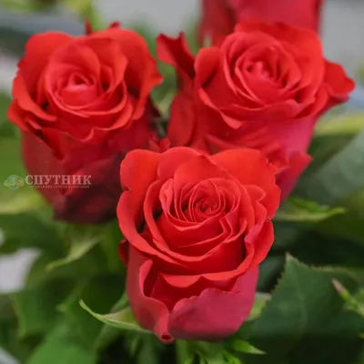 Изящная роза альтамира в формате jpg