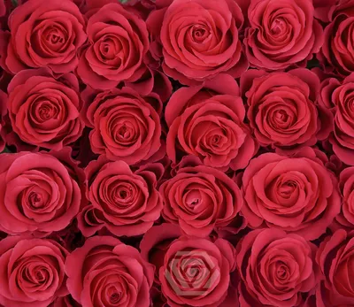 Нежное изображение розы альтамира в формате png