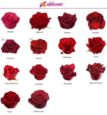 Великолепная роза альтамира на ваш выбор