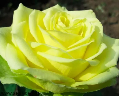 Роза амандина: фото в высоком разрешении
