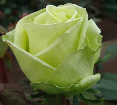 Удивительные изображения розы амандина