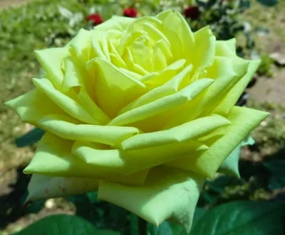 Искусные снимки розы амандина