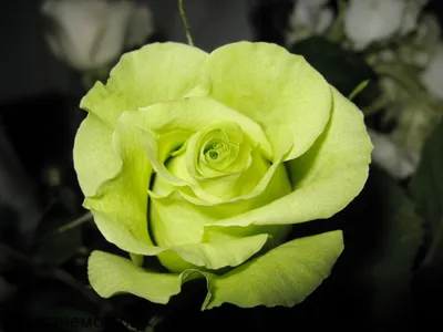 Роза амандина: фото на любой вкус