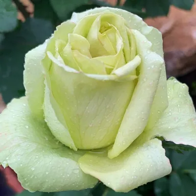 Фотография розы амандина: выбирайте размер и формат
