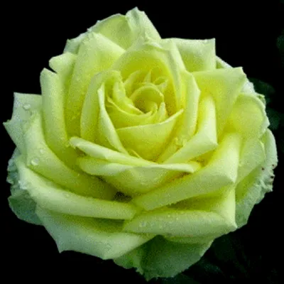 Уникальные изображения розы амандина