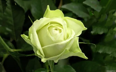 Фото розы амандина: невероятная красота