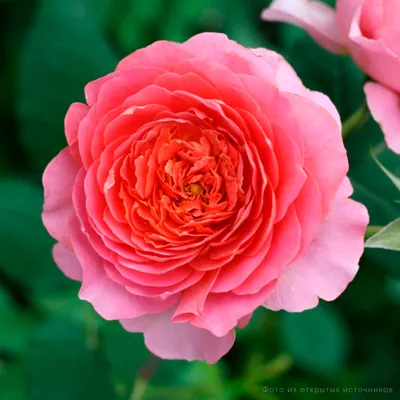 Ослепительные фотографии розы амандина