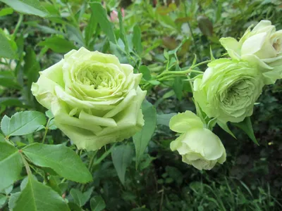 Очаровательные фотографии розы амандина