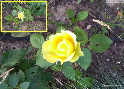 Фотографии розы амандина для декоративного использования