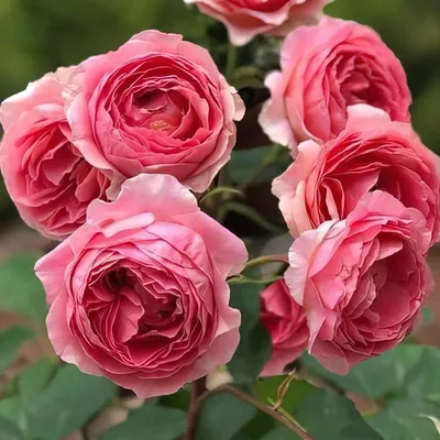Фото розы амандина: скачивайте в нужном формате
