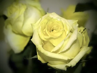 Изображения розы амандина: качество и элегантность