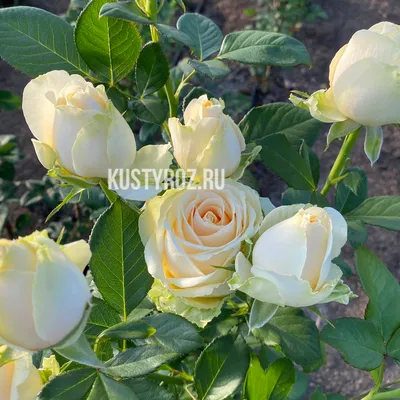 Вдохновляющие фотографии розы амандина