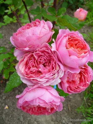 Роза амандина: удивительные снимки для любителей флоры