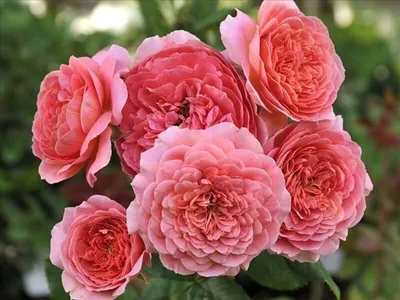 Фото розы амандина: выберите свой идеальный размер