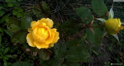 Изысканные фотографии розы амандина