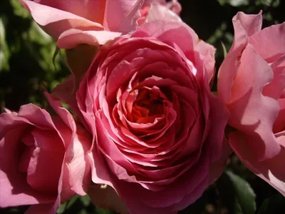 Роза амандина: захватывающие изображения