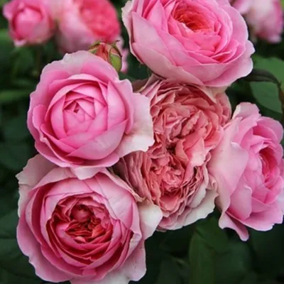 Фото розы амандина: красота природы в каждом кадре