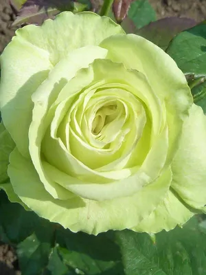 Фото розы амандина: выбирайте из нескольких форматов