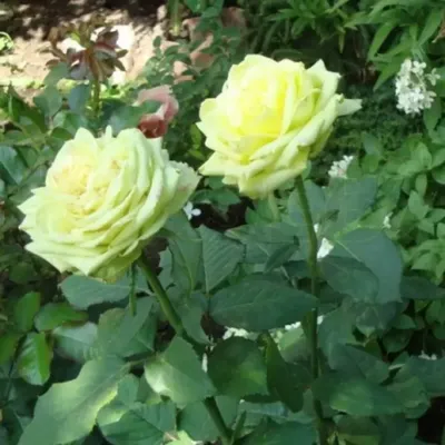 Фотографии розы амандина в разных размерах