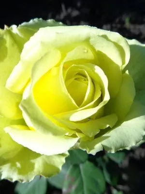 Фото розы амандина: великолепие растения в каждой детали