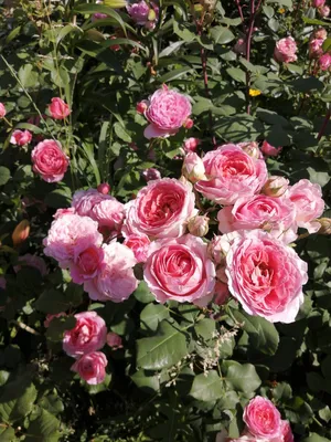 Фотографии розы амандина для оформления интерьера