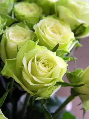 Роза амандина: превосходные фото для радости глаз