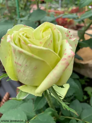 Красивые фото розы амандина в формате jpg