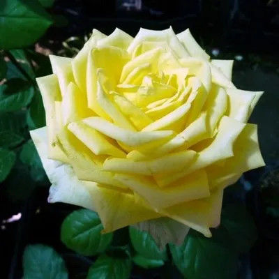 Впечатляющие фотки розы амандина