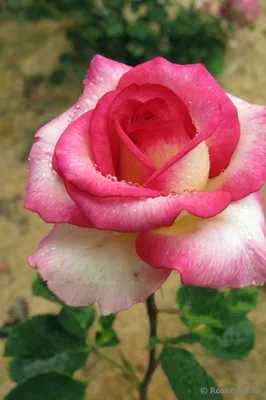 Красочное изображение Розы амазонка