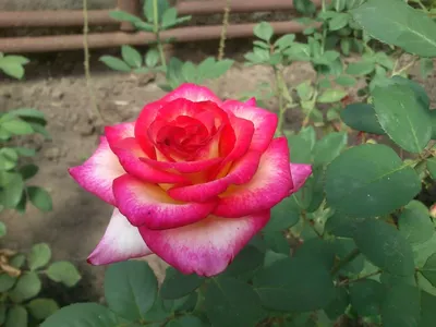 Красивая Роза амазонка на фотографии