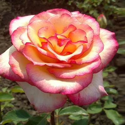Изображение Роза амазонка высокого качества