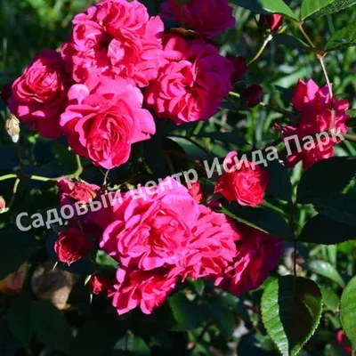 Изображение Розы амазонка с насыщенными цветами