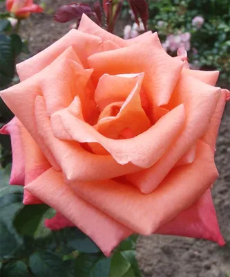 Картинка розы амбассадор для загрузки: png