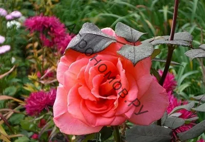 Прекрасная фотография розы амбассадор в jpg: выберите размер