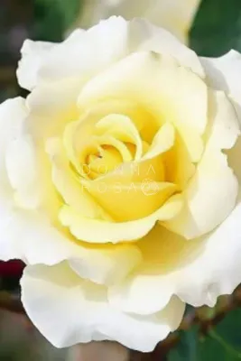 Изображение розы амбассадор в jpg: выберите размер