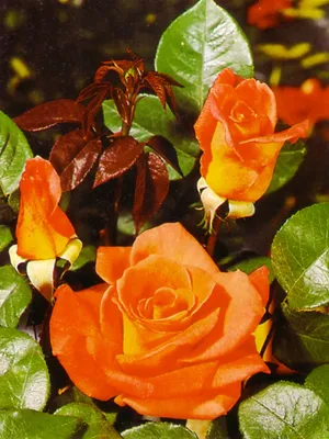 Красивая роза амбассадор в разных размерах: скачайте в png