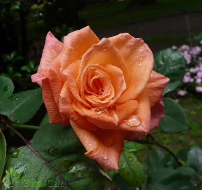 Фото розы амбассадор в формате jpg для загрузки